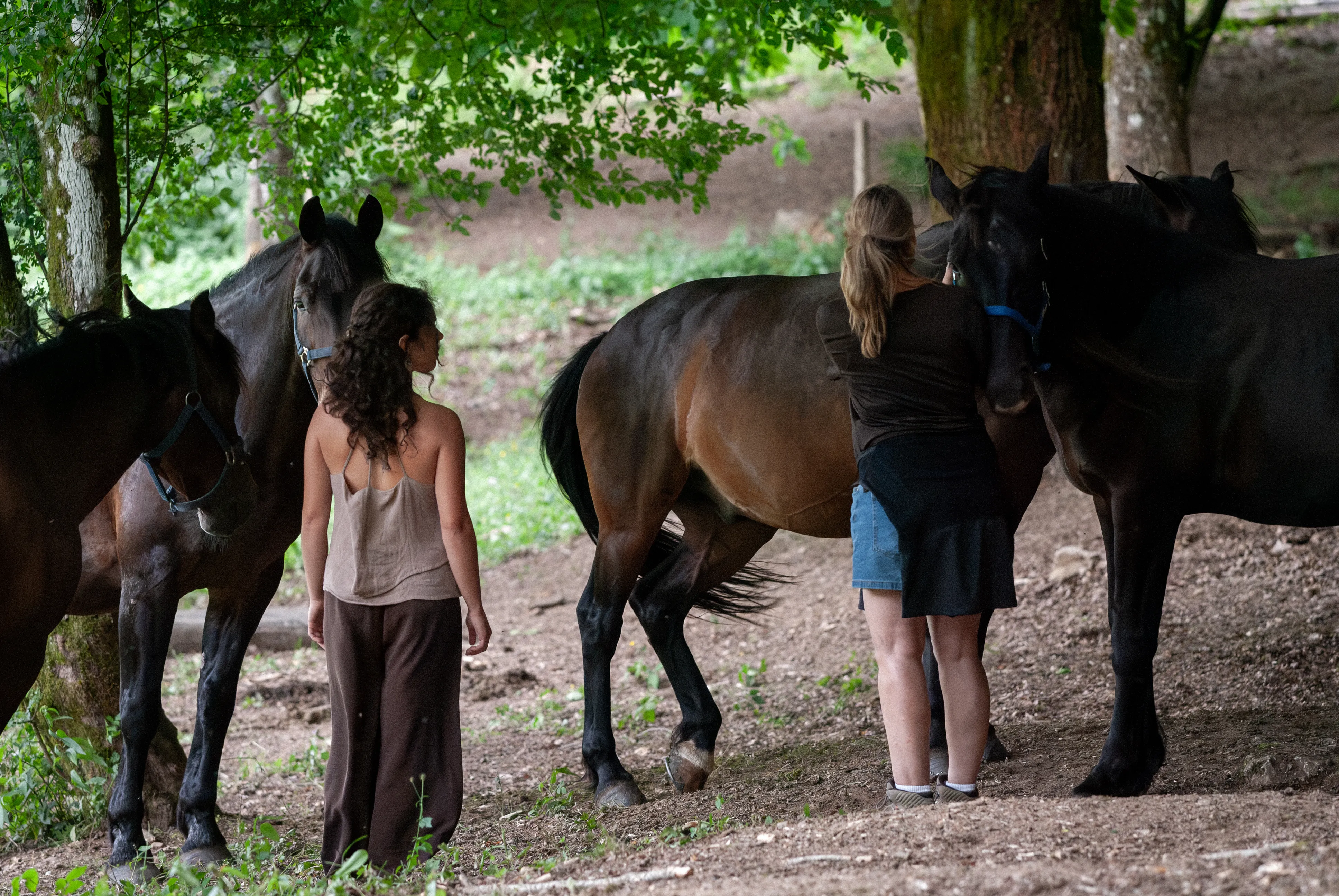 Horses standing beneath an ancient tree in the forest at Cornacchino