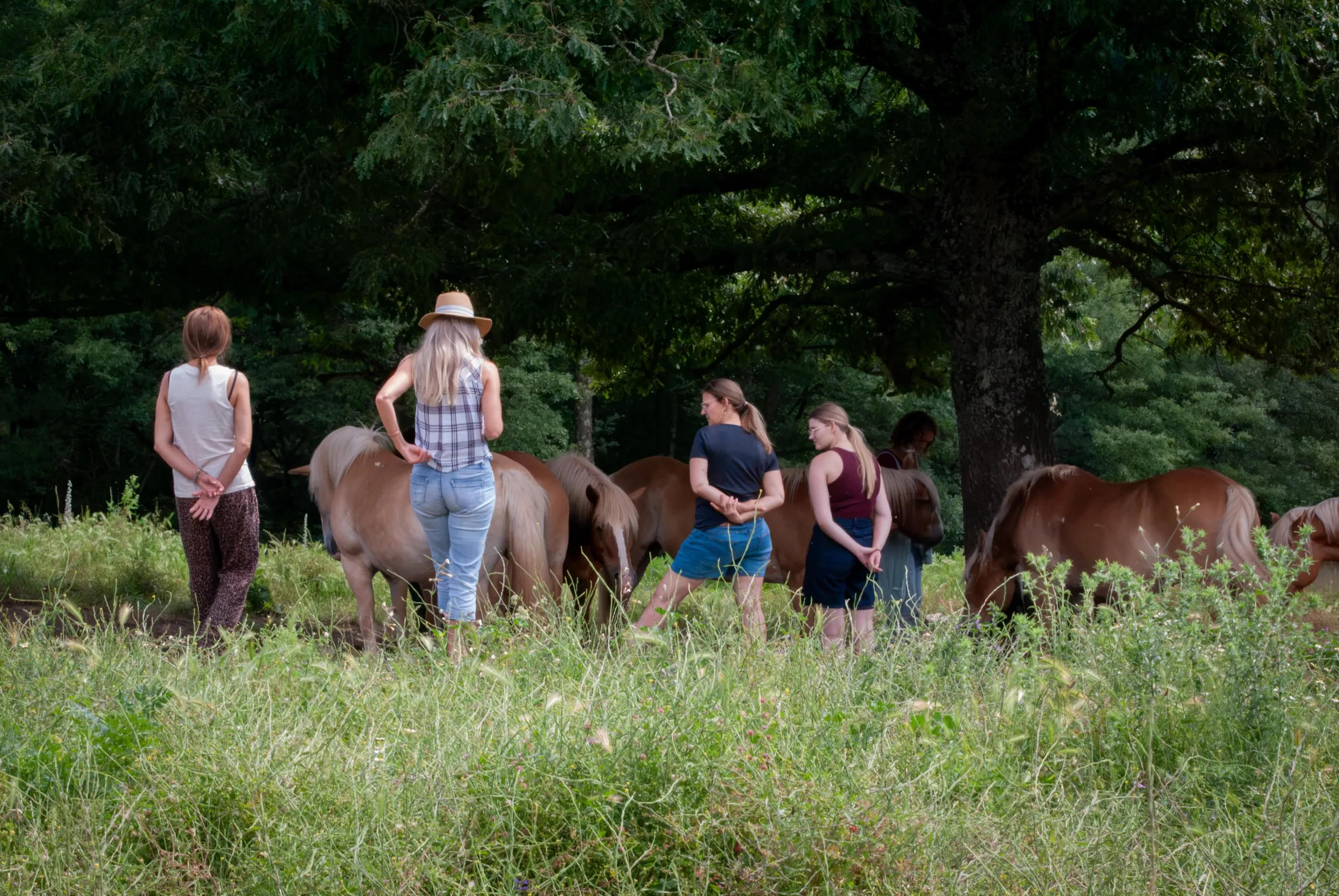 A small group walking among horses beneath an ancient tree at Cornacchino