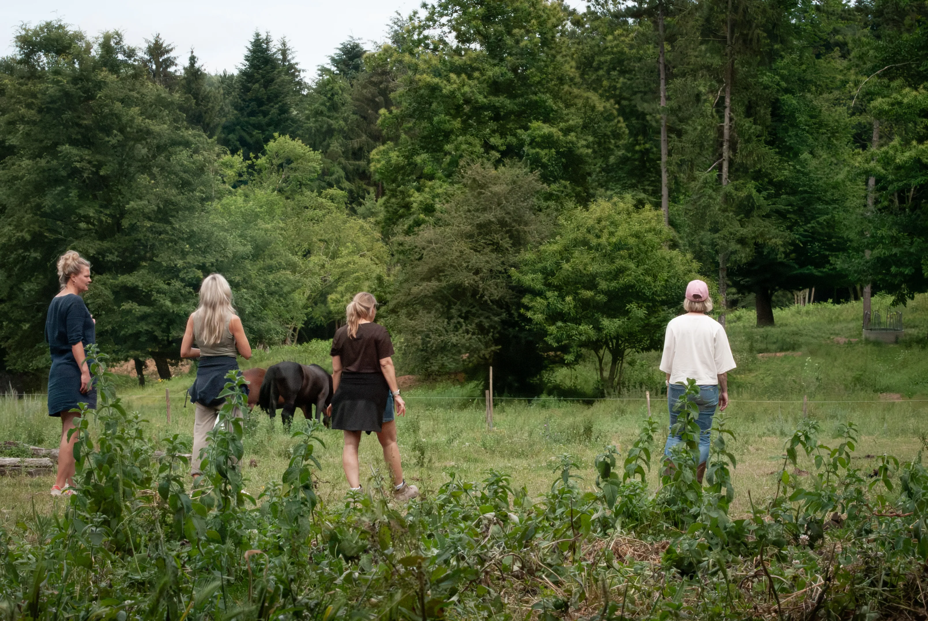 A small group walking toward the horses across the wooded valley at Cornacchino.