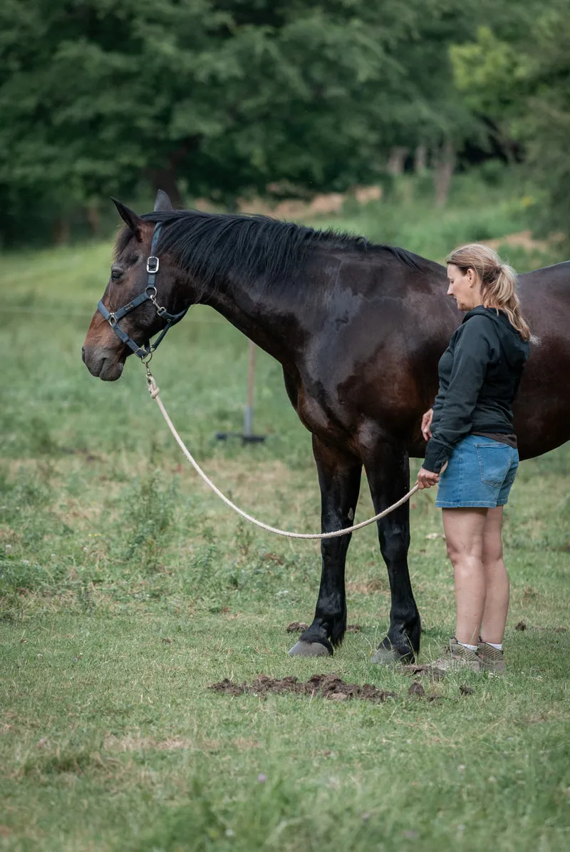 A woman standing quietly with a bay horse on a loose lead rope